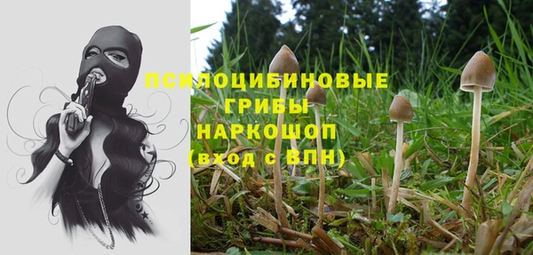 прущие грибы Магадан
